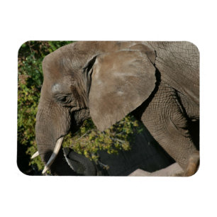 Magnet Flexible Aimant éléphant