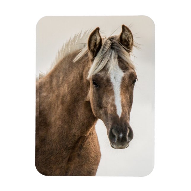 Magnet Flexible Aimant fileux de Coco Mustang (Vertical)