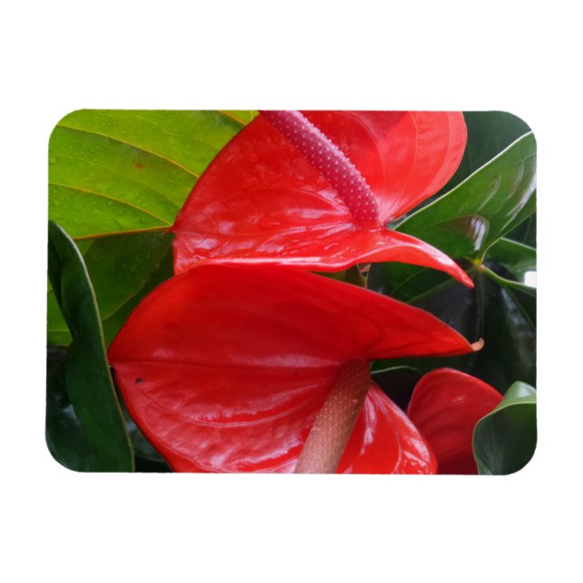 Magnet Flexible Aimant Fleurs rouges 3"x4" (Horizontal)