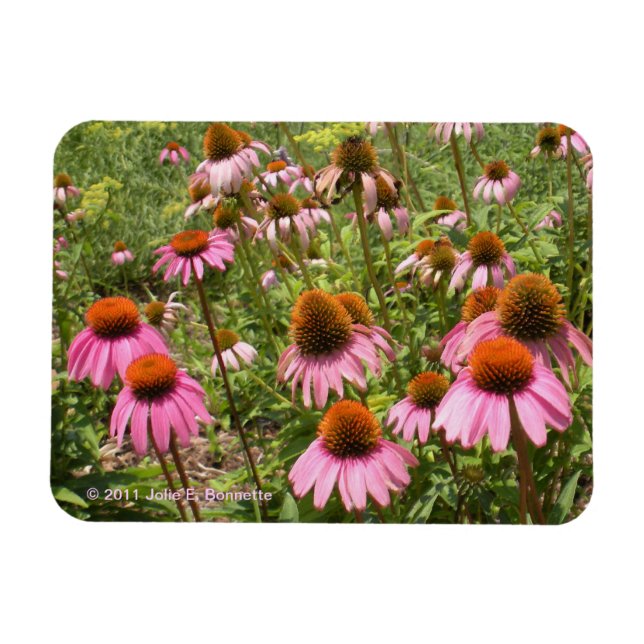 Magnet Flexible Aimant Flexi Coneflowers (Horizontal)