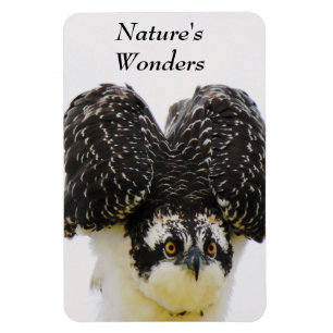 Magnet Flexible Aimant Flexi Osprey Eyes