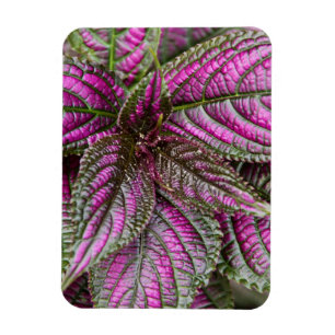 Magnet Flexible Aimant flexible - Bouclier persan