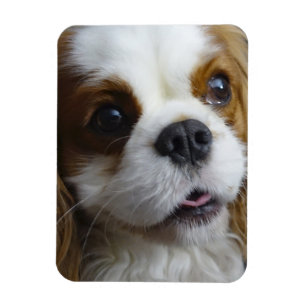 Magnet Flexible Aimant flexible cavalier de photo de Blenheim