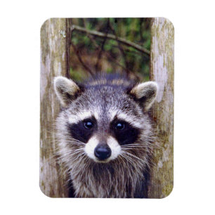 Magnet Flexible Aimant flexible de photo avec le raton laveur