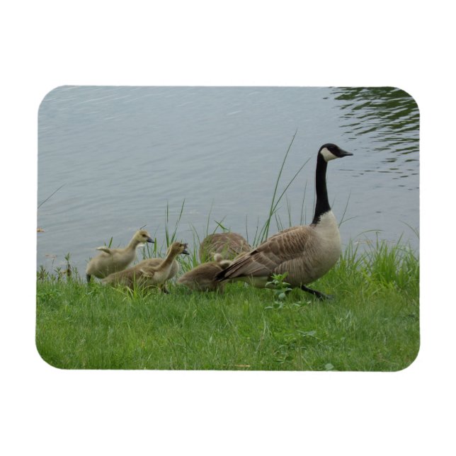 Magnet Flexible Aimant Flexible Famille d'Oies Canadiennes (Horizontal)