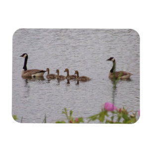 Magnet Flexible Aimant flexible Famille d'oies canadiennes et fleu