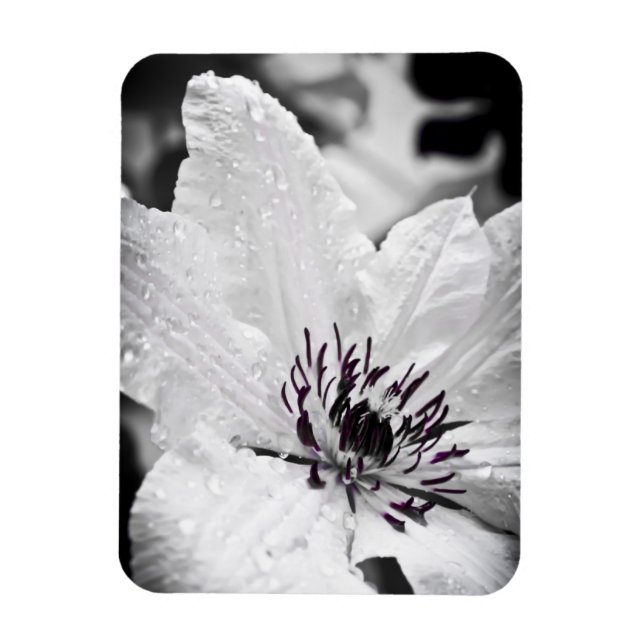 Magnet Flexible Aimant flexible - Fleur Clematis Blanche (Vertical)