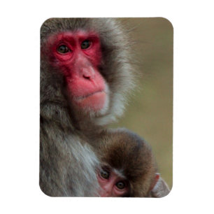Magnet Flexible Aimant flexible Macaque Singes Japonais
