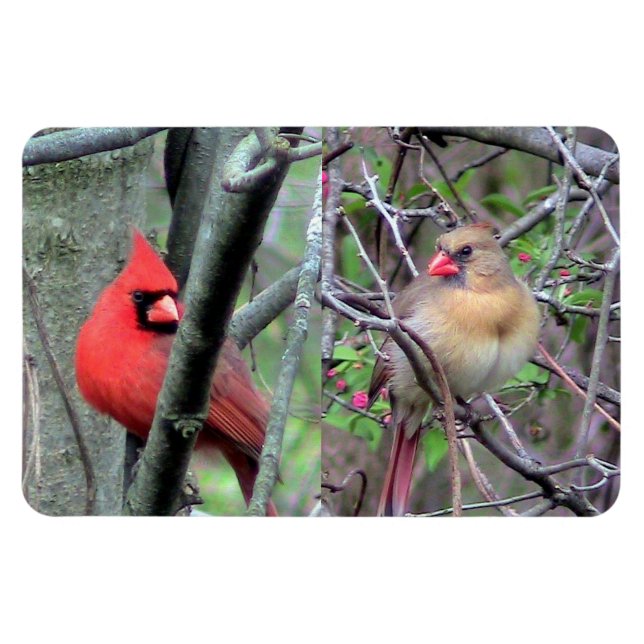 Magnet Flexible Aimant flexible Paire Cardinale (Horizontal)