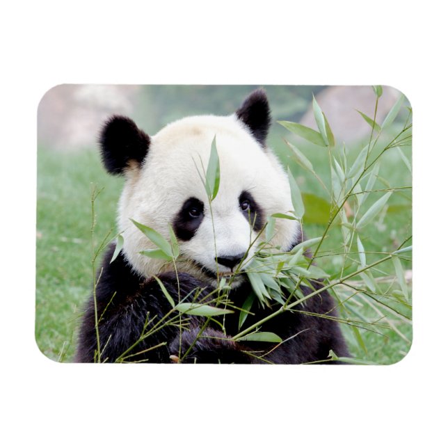 Magnet Flexible Aimant flexible Panda géant photo, animaux 0167. (Horizontal)