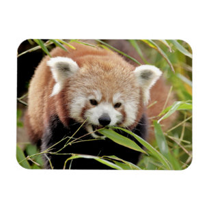 Magnet Flexible Aimant flexible Photo panda rouge, animaux 0261.