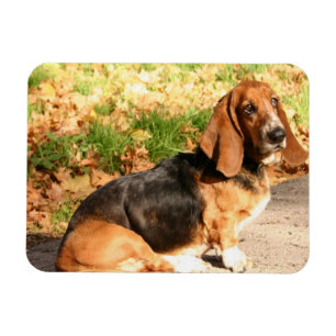 Magnet Flexible Aimant flexible se reposant de Basset Hound