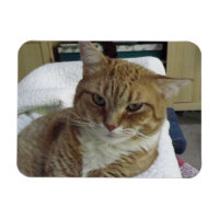 Aimant flexible Tabby Chat orange