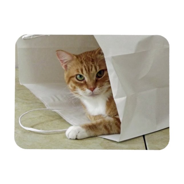 Magnet Flexible Aimant flexible Tabby Chat orange (Horizontal)