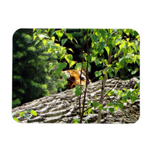Magnet Flexible Aimant flexible Tigre Peek-a-boo