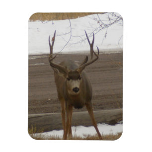 Magnet Flexible Aimant flexible Young Buck
