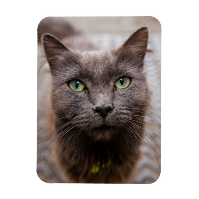 Magnet Flexible Aimant frigo chaton mignon (Vertical)