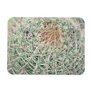 Magnet Flexible Aimant frigo décoratif Cactus à torchis rose