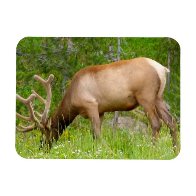 Magnet Flexible Aimant frigorifique Elk de Yellowstone (Horizontal)