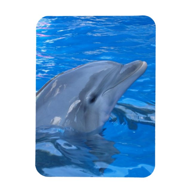 Magnet Flexible Aimant haut de gamme Dolphin (Vertical)