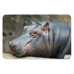 Magnet Flexible Aimant Hippopotame