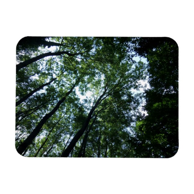 Magnet Flexible Aimant Jungle 3 pouces x 4 pouces (Horizontal)