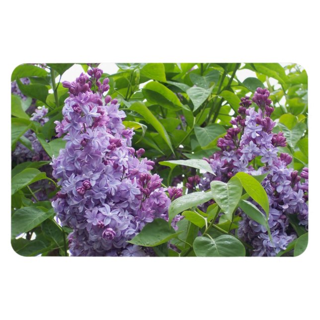 Magnet Flexible Aimant Lilacs (Horizontal)