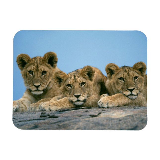 Magnet Flexible Aimant Lion Cubs (Horizontal)