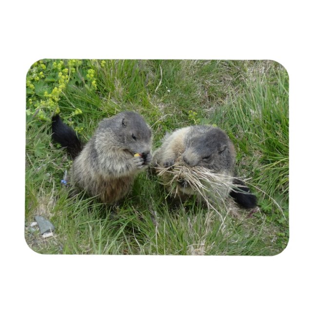 Magnet Flexible Aimant Marmot (Horizontal)