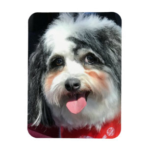 Magnet Flexible Aimant mignon de chien, K-ECO écharpe rouge II