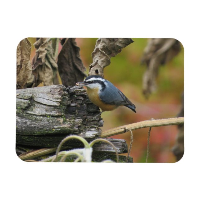 Magnet Flexible Aimant Nuthatch (Horizontal)