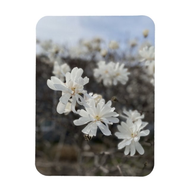 Magnet Flexible Aimant photo à fleurs blanches (Vertical)