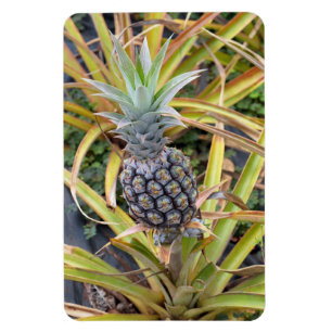 Magnet Flexible Aimant photo ananas
