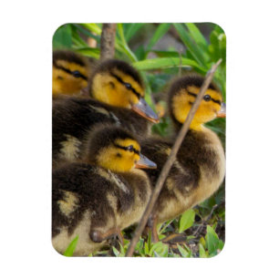 Magnet Flexible Aimant photo de canettes