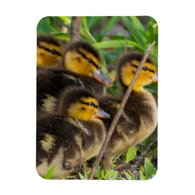 Magnet Flexible Aimant photo de canettes (Vertical)