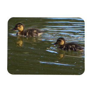 Magnet Flexible Aimant photo de canettes