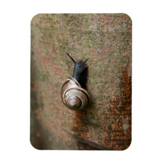Magnet Flexible Aimant photo d'escargot