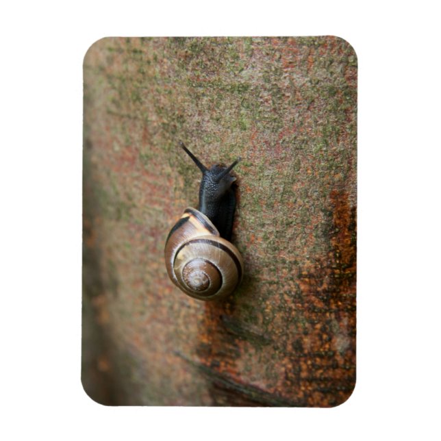 Magnet Flexible Aimant photo d'escargot (Vertical)