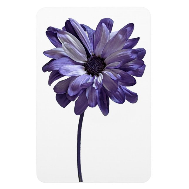 Magnet Flexible Aimant photo Fleur de la marguerite (Vertical)