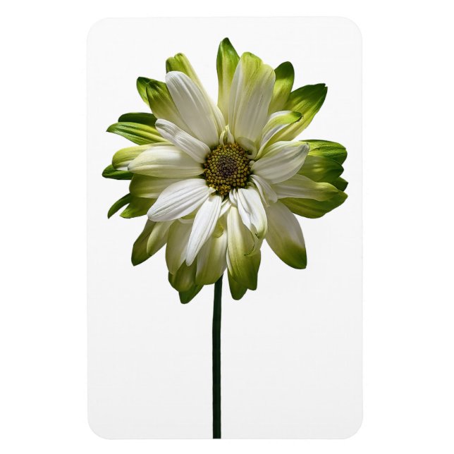 Magnet Flexible Aimant photo Fleur de la marguerite (Vertical)
