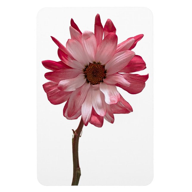 Magnet Flexible Aimant photo Fleur de la marguerite (Vertical)
