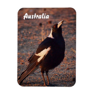 Magnet Flexible Aimant photo Magpie australien