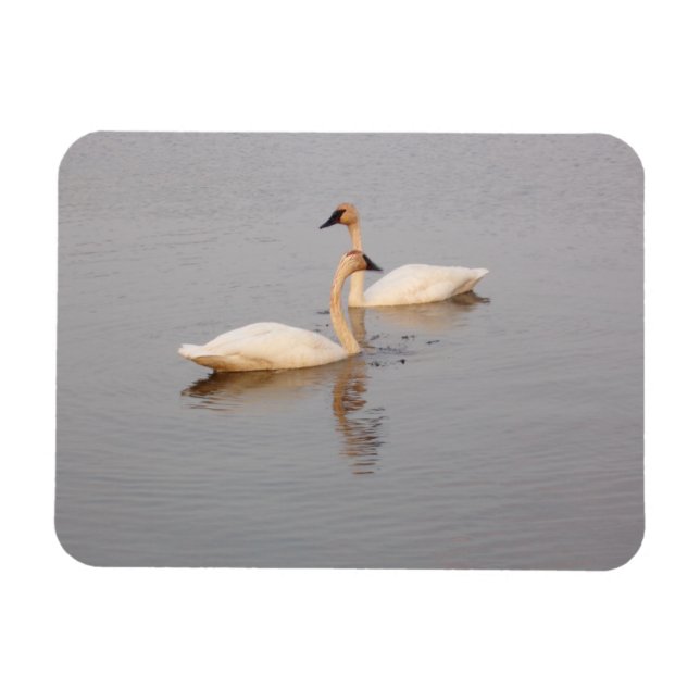 Magnet Flexible Aimant photo souple en couple de cygne (Horizontal)