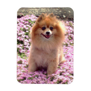 Magnet Flexible Aimant   Pomeranian avec les fleurs roses