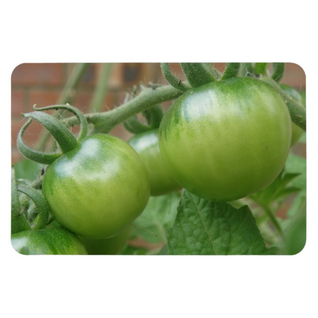 Magnet Flexible Aimant Premium aux tomates vertes (Horizontal)