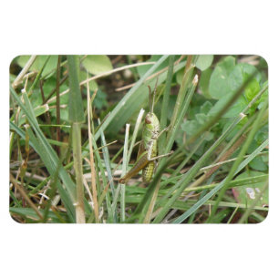 Magnet Flexible Aimant Premium Camouflage Grasshopper