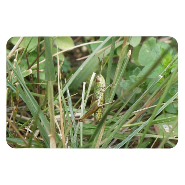Magnet Flexible Aimant Premium Camouflage Grasshopper (Horizontal)