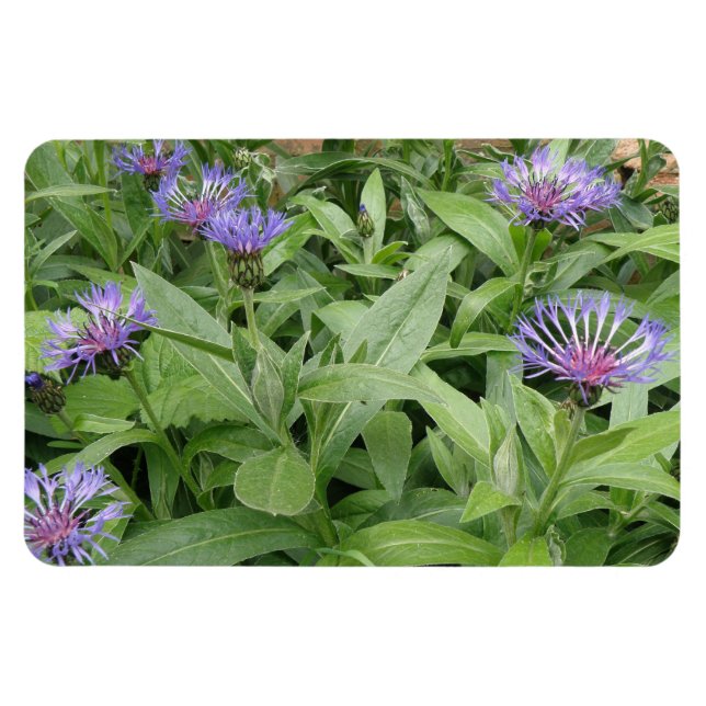 Magnet Flexible Aimant Premium Cornflowers (Horizontal)