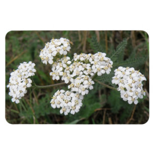 Magnet Flexible Aimant Premium Fleur sauvage blanc