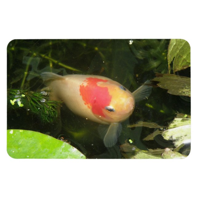 Magnet Flexible Aimant Premium Goldfish (Horizontal)